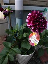 お花の入れ替え。