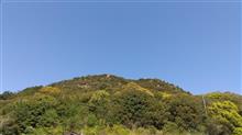 大仙山登山　山ツツジ編