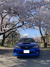 モテないし・・・ドライブ兼ねて桜見てきた。