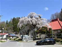 桜🌸🌸巡り(・ω・)