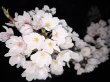 百花繚乱 百花繚乱