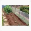 野菜苗の植えつけ