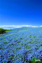 茨城・国営ひたち海浜公園　～みはらしの丘～
