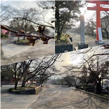 今年の桜の振り返り🌸♫ 〜 いつもの神社の違うところから✨