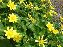 🌸YELLOW
