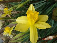 🌸YELLOW