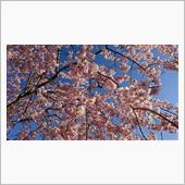 凝縮した桜ドライブ