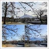 今年の桜の振り返り🌸♫ 〜 ...