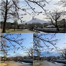 今年の桜の振り返り🌸♫ 〜 例年通りの桜と富士山定点観測🌸🗻👀