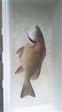 クエは釣れなかったが、お魚パーティを・・。