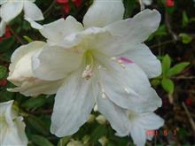 🌸　WHITE