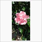 ピンクの薔薇さま