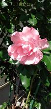 ピンクの薔薇さま