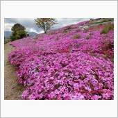 伊予西条の芝桜🌸　2021 ...