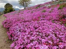 伊予西条の芝桜🌸　2021年4月