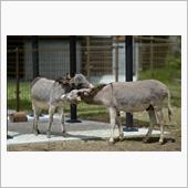 浜松市動物園撮影MTG６