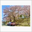 2021 Sakura Photo