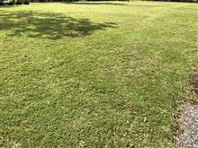公園清掃の日