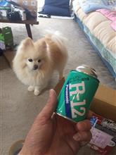 R12とダイソーのメスティンを買いました R12とダイソーのメスティンを買いました