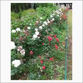 別所沼公園の薔薇♪