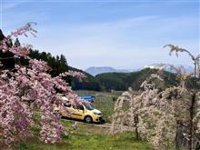 しだれ桜と林檎の花＠山ノ内町