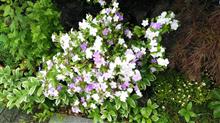 庭木、花の移り変わりなど・・。