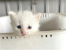 Ｂｏｏ の 赤ちゃん、その後…