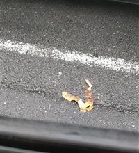 何者かによる罠が・・・ 何者かによる罠が・・・