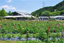 味わいの里みかづき　ルピナス🌼