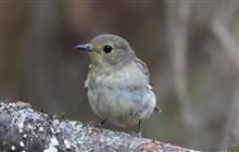 1700ｍ付近コマドリさん以外の鳥さん