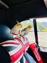 オカメインコとお散歩