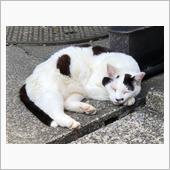 猫も溶ける