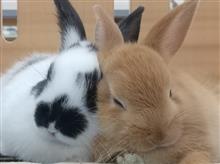 ウサギのお昼寝