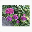 2021.6.1.紫陽花。