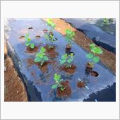 発芽した苗の定植
