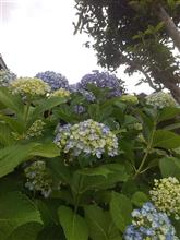 紫陽花の季節