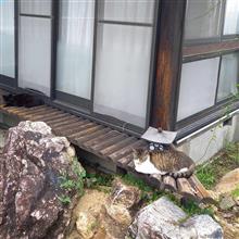 にゃんこもハコを待っていた～！