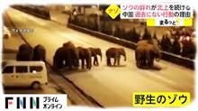 500キロ移動のゾウの群れ、作物食べ荒らし推定損失1億円超