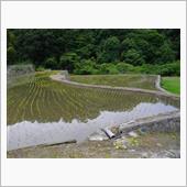 田植え、二日目。