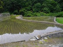田植え、二日目。