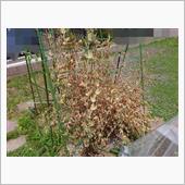ミニ菜園の片付け