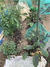昼食後家庭菜園の様子を見に～