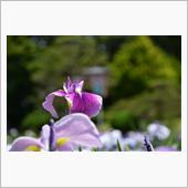 ６月１４日　ＩＢへ戻る月曜日 ...