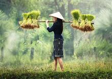 今年の田植え