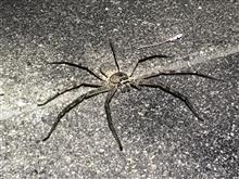 夜の庭を徘徊する虫たち