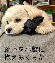 朝散歩で、変形性膝関節症のオジンを気遣ってくれるワンコ！
