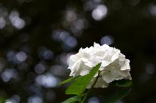 初夏の彩り　～ 紫陽花の小風景 ～