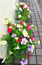 おはようございます♪
