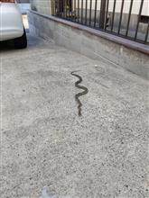 朝出勤時には蛇🐍青大将さん迎え