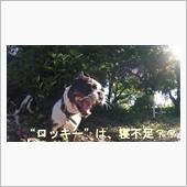 愛犬散歩：運動量が、多くて・ ...